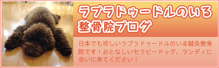 ラブラドゥードルのいる整骨院ブログ